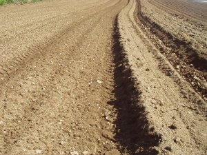 Bedformed land