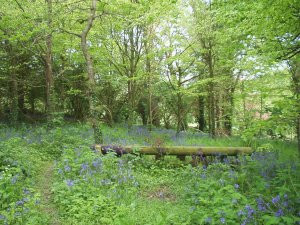 Bluebells