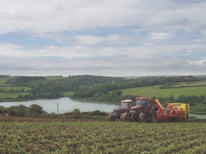potatoes being lifted
