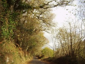 Penrose Walks