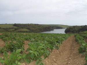 Potatoes?loe Pool